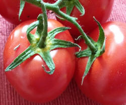 Caprese Salat Tomaten